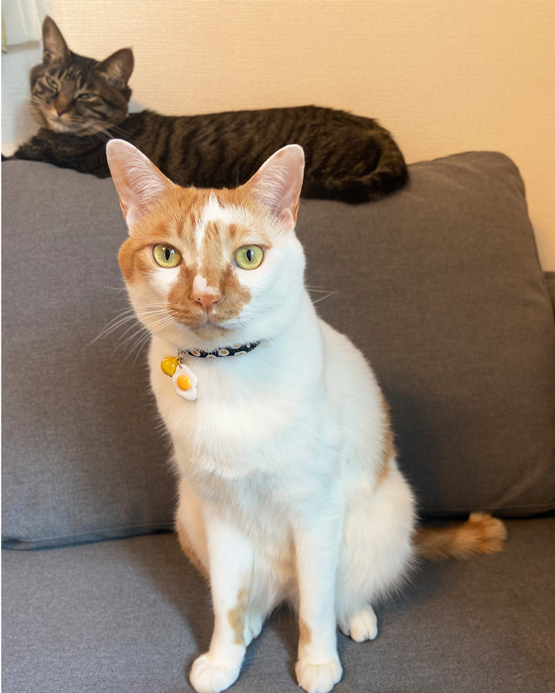 愛猫写真館