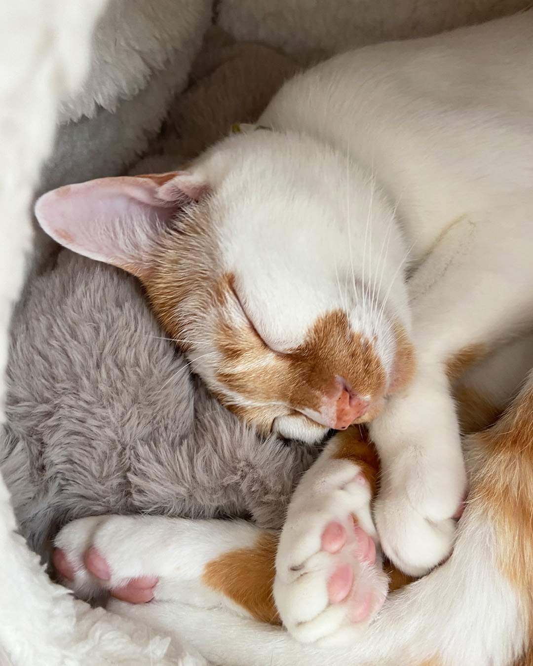 愛猫写真館
