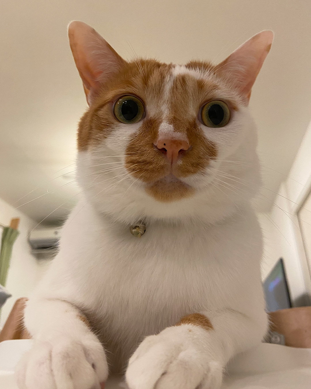 愛猫写真館