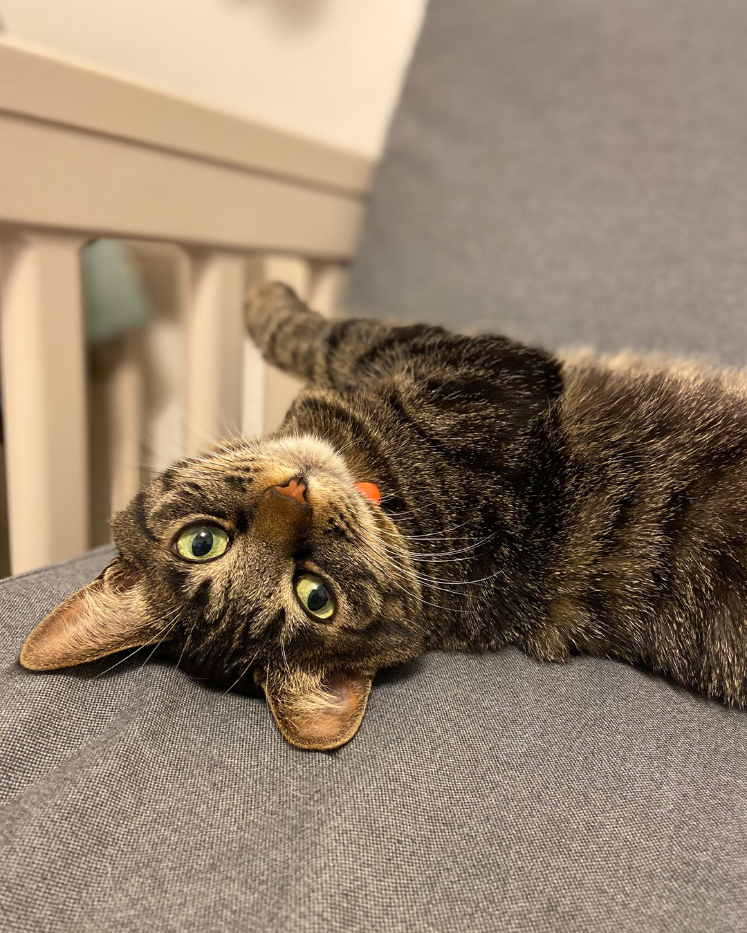 愛猫写真館