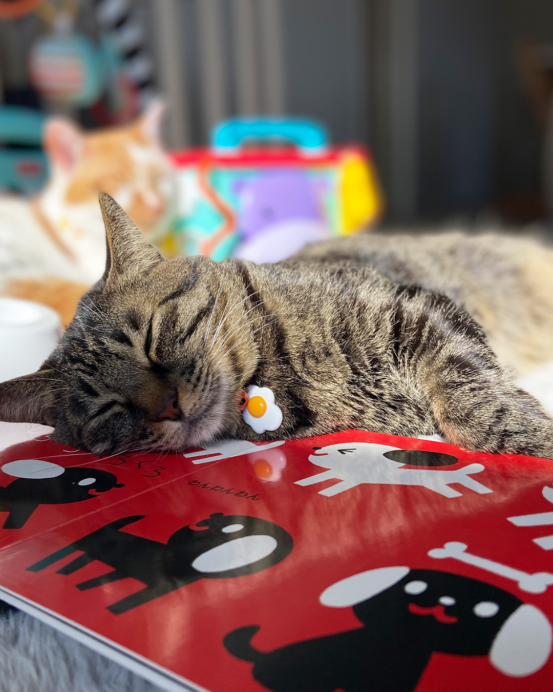 愛猫写真館