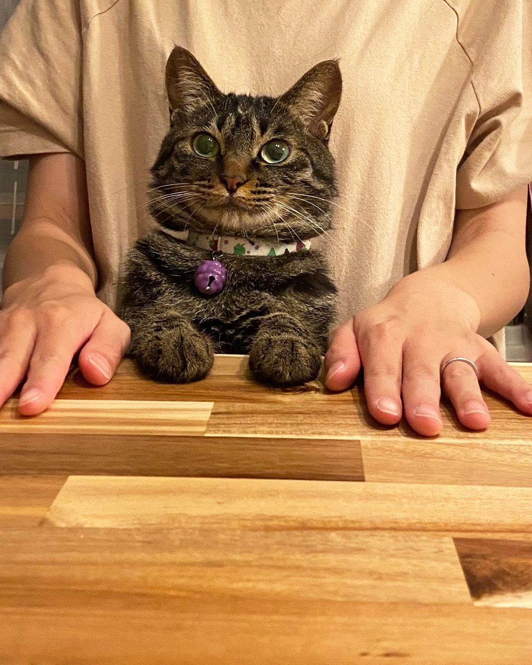 愛猫写真館