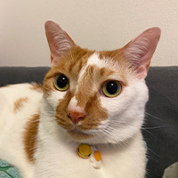 愛猫紹介