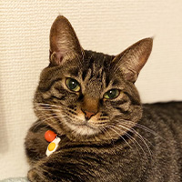 愛猫紹介