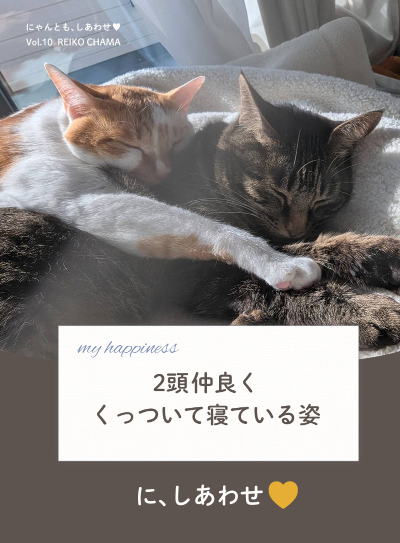 にゃんとも、しあわせ vol.10