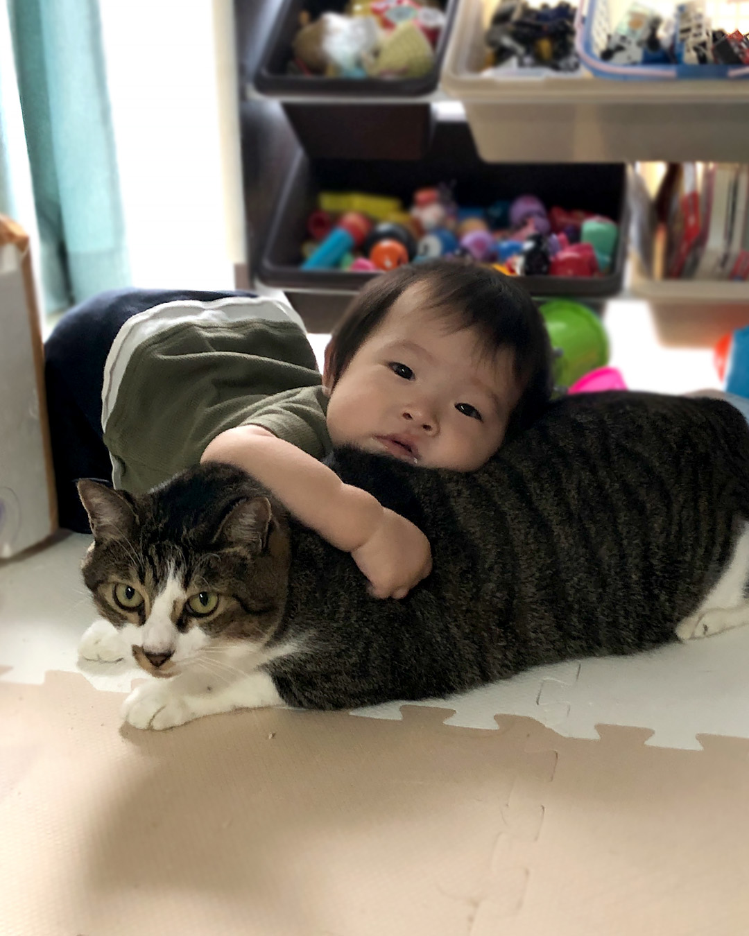 愛猫写真館