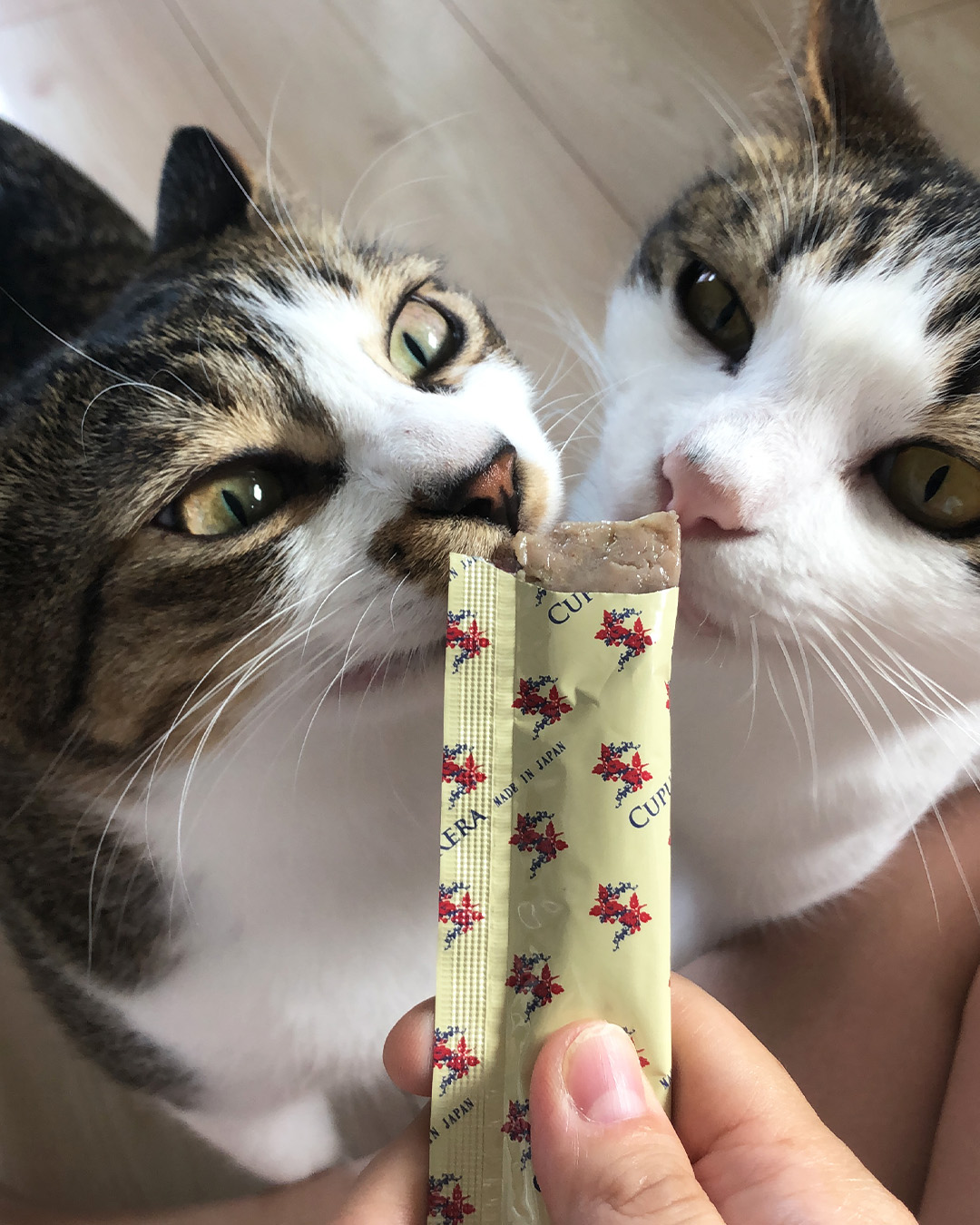 愛猫写真館
