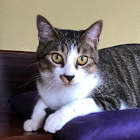 愛猫紹介
