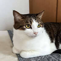 愛猫紹介