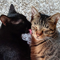 愛猫コメント