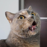 愛猫コメント