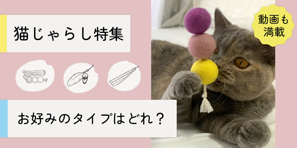 猫じゃらし特集