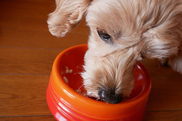 ごはんをすべて食べる愛犬