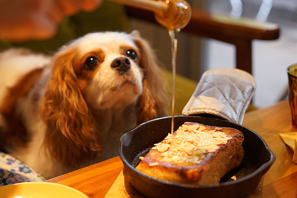 はちみつを食べたそうに見つめる愛犬