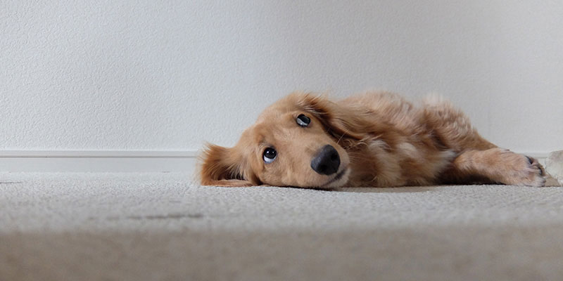 元気がなく寝そべる愛犬