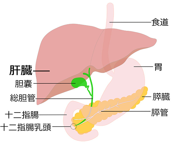 肝臓イラスト