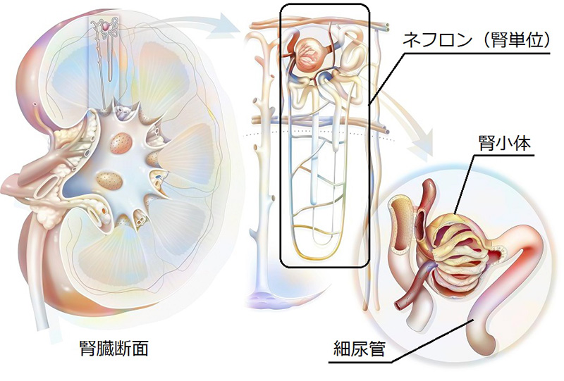 腎臓イラスト