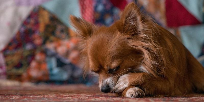 愛犬が足先を舐める