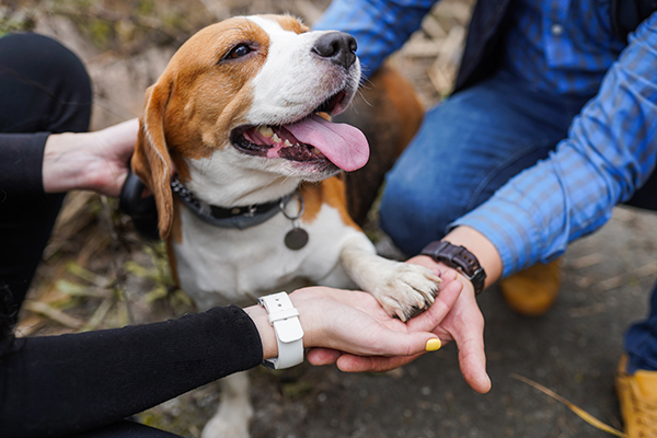 オーナーに寄り添ってもらう犬