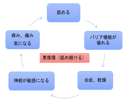 【悪循環（舐め続ける）】舐める→バリア機能が壊れる→炎症、乾燥→神経が敏感になる→痒み・痛みが気になる→舐めるに戻る