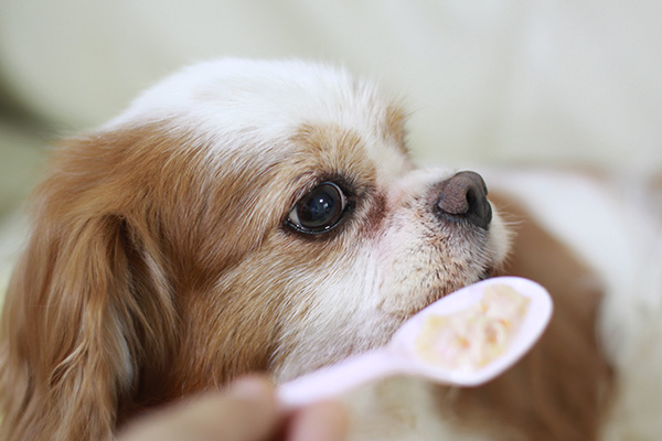 犬用サプリを口に入れる犬