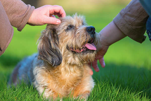 愛犬のイキイキした姿