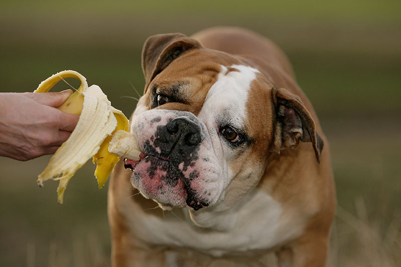 バナナを食べる犬