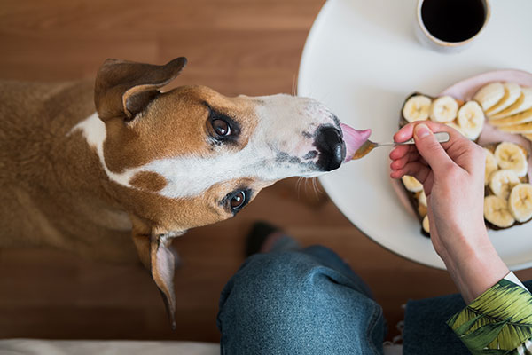 バナナを食べる犬