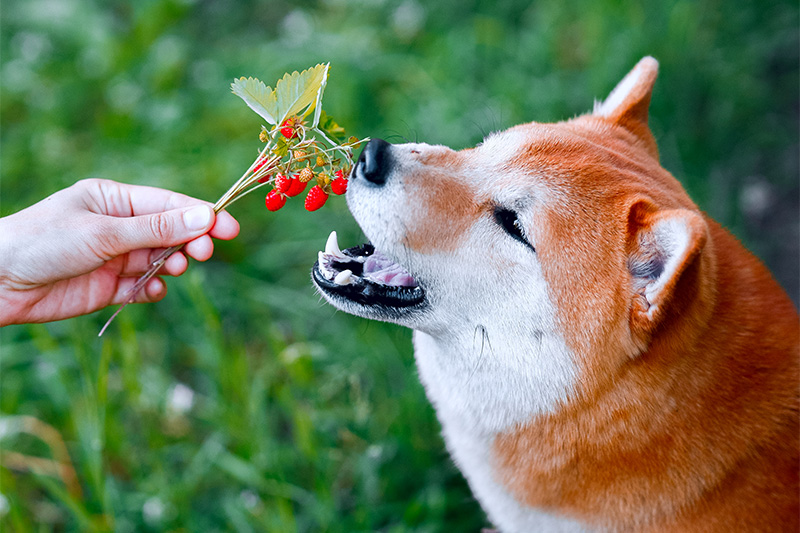 いちごを食べようとする犬