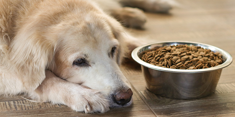 ドッグフードを食べない犬.jpg