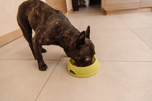 ドッグフードを食べる犬