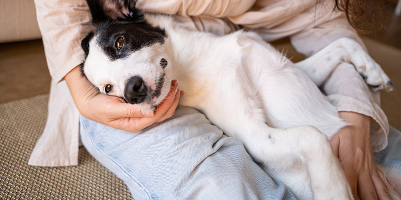 部屋でオーナーの膝の上で横になる犬