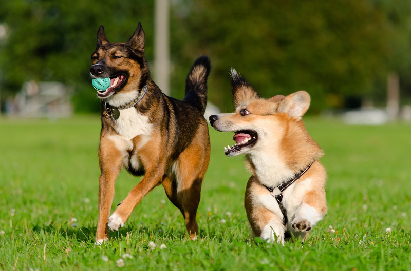 草原でボールで遊ぶ2匹の犬