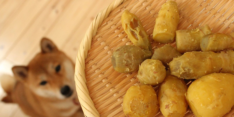 さつまいもを食べようとする犬