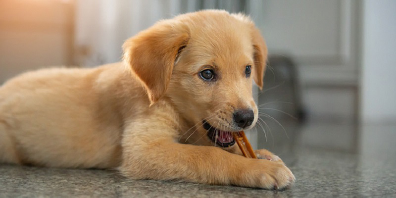 おやつを食べる犬