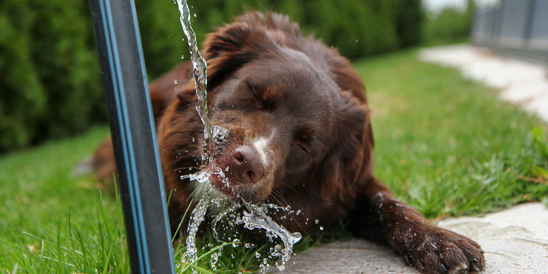 水を飲む犬