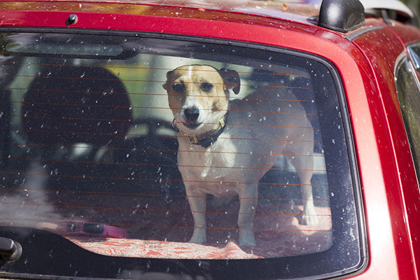 車中に閉じ込められた犬