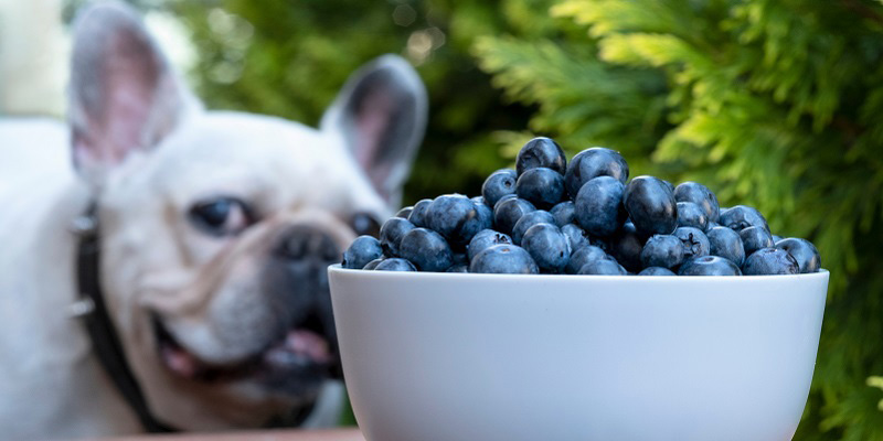 おやつを食べる犬