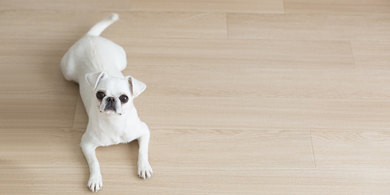フローリングの床の上でおすわりをする犬