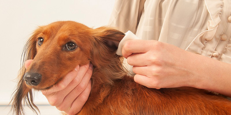 耳掃除している犬