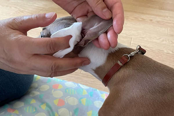 犬の耳の内部