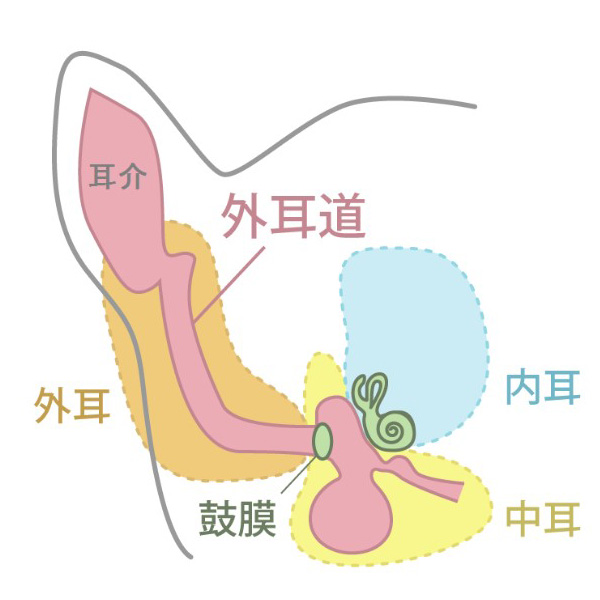 犬の耳の内部