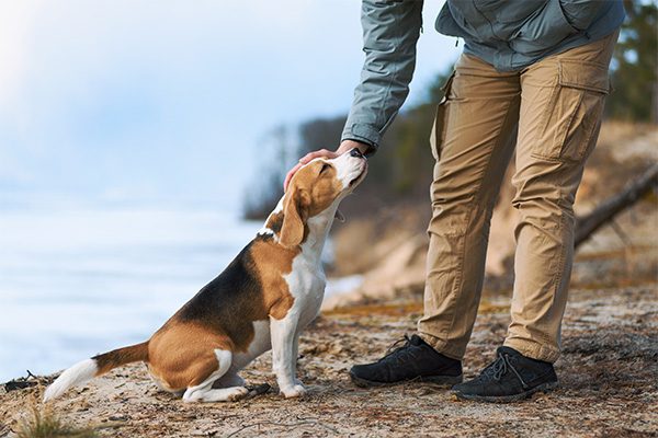 飼い主に撫でられる犬