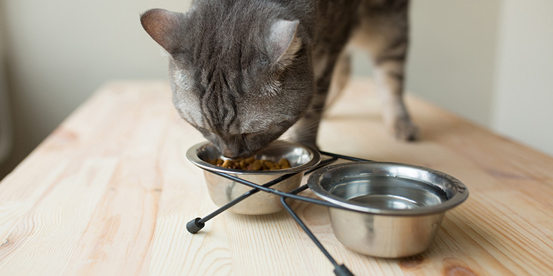 ごはんを食べる猫