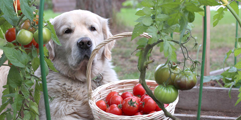 犬にトマトを食べさせてもいいですか？