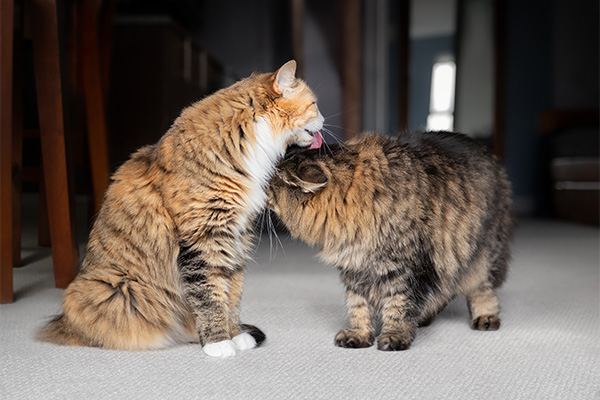 じゃれあう猫たち