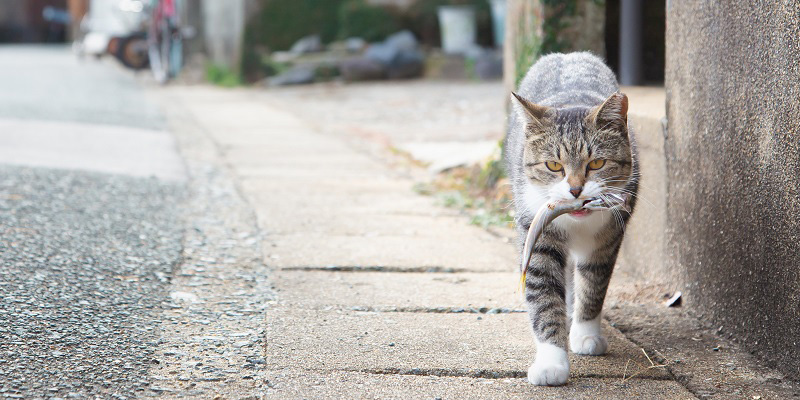 魚をくわえて歩く猫