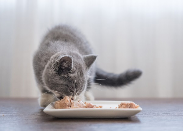 ごはんを食べる猫