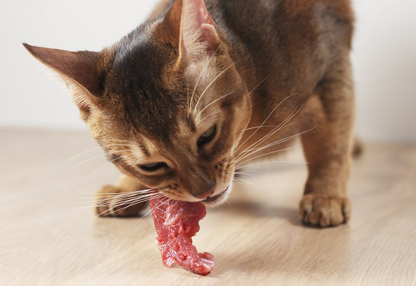 肉を食べる猫