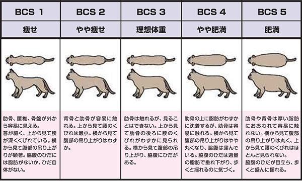 猫のボディコンディションスコア